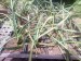 yucca carnerosana
