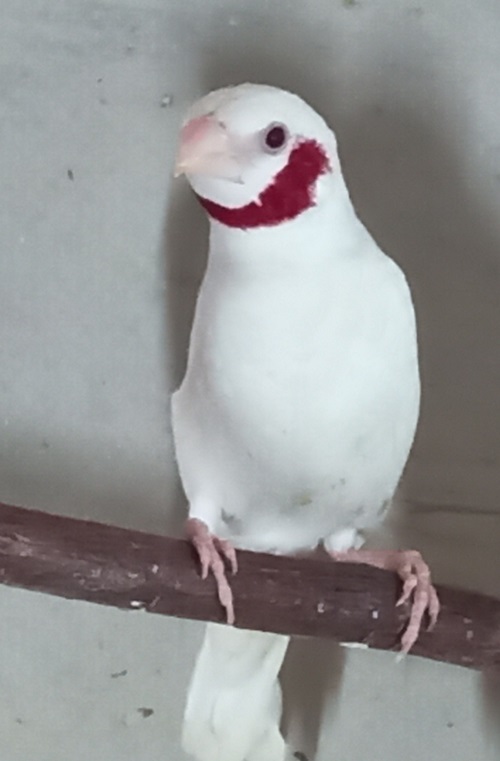amadina páskovaná albino