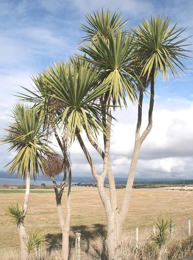 Cordyline australis dračinka australská