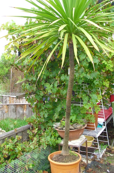 Cordyline australis dračinka australská 1