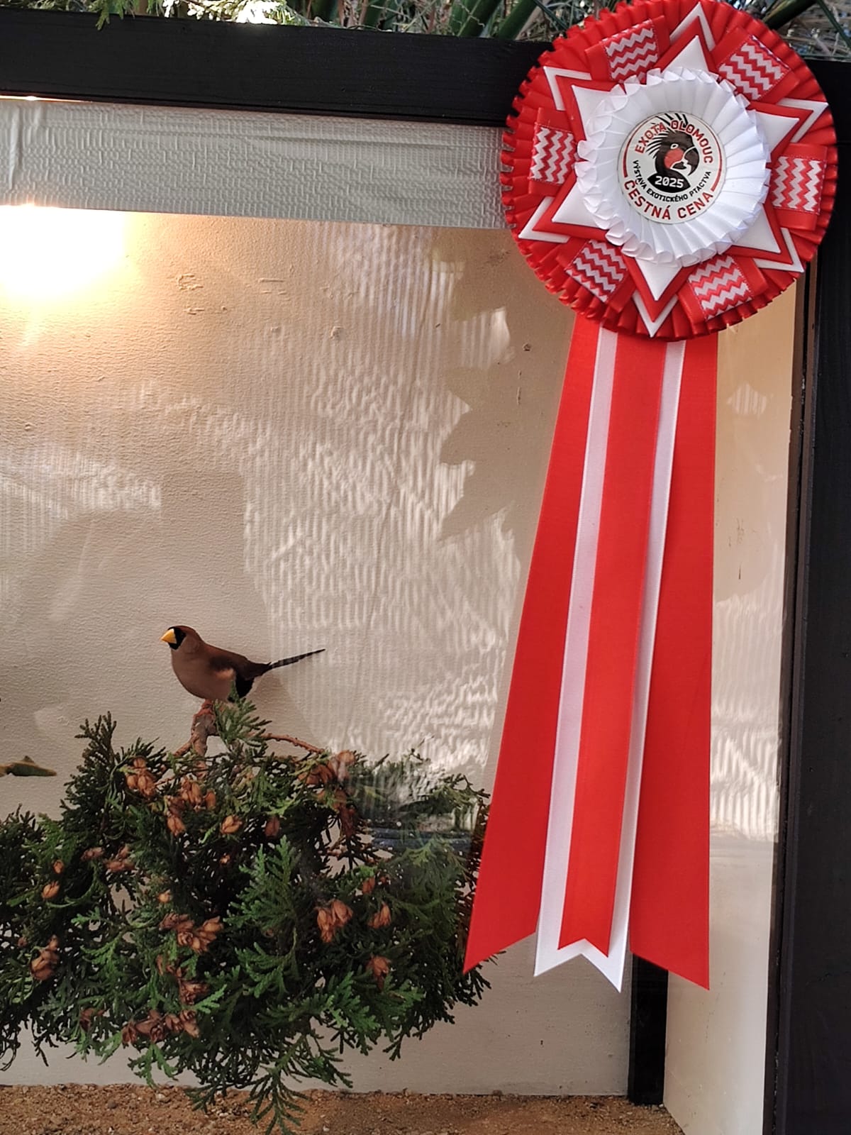 Pásovník škraboškový 1